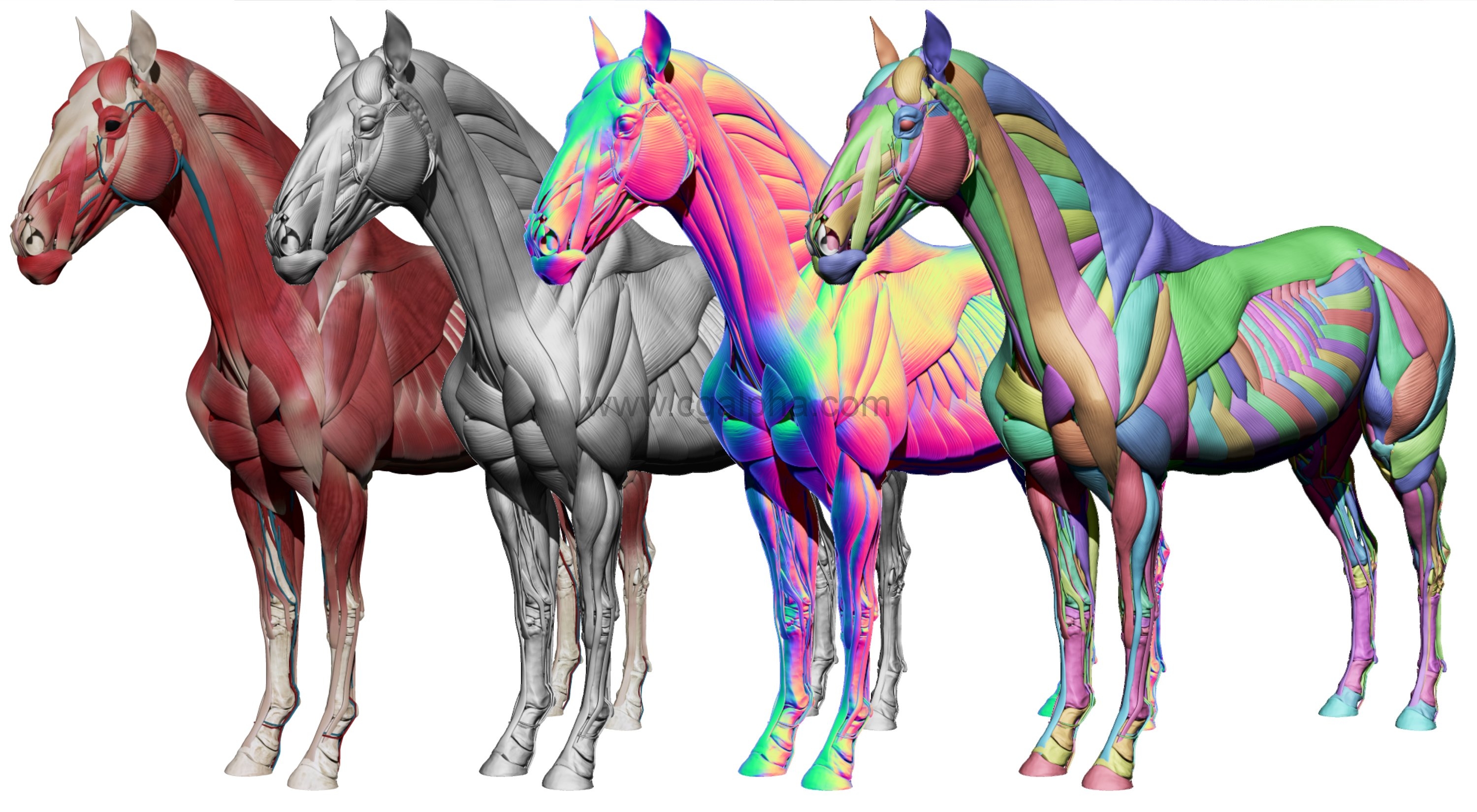 3DScan Store–Horse Ecorche