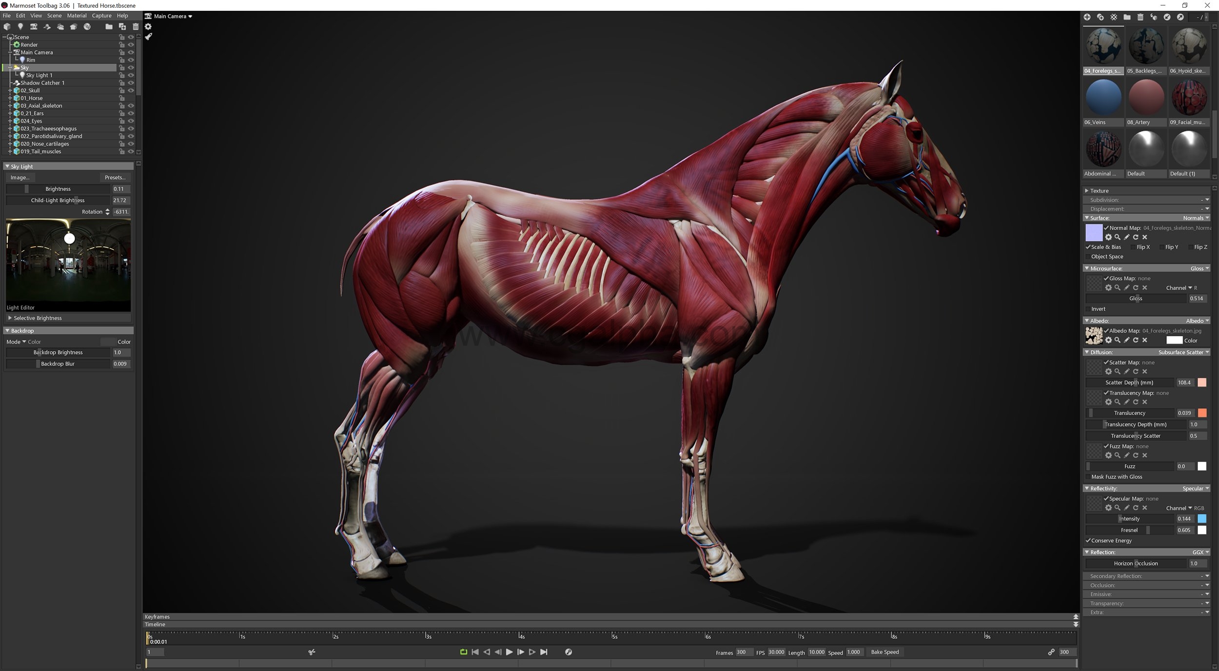 3DScan Store–Horse Ecorche