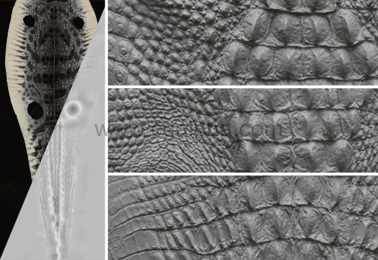 Texturing.xyz – Alligator body #01鳄鱼皮肤