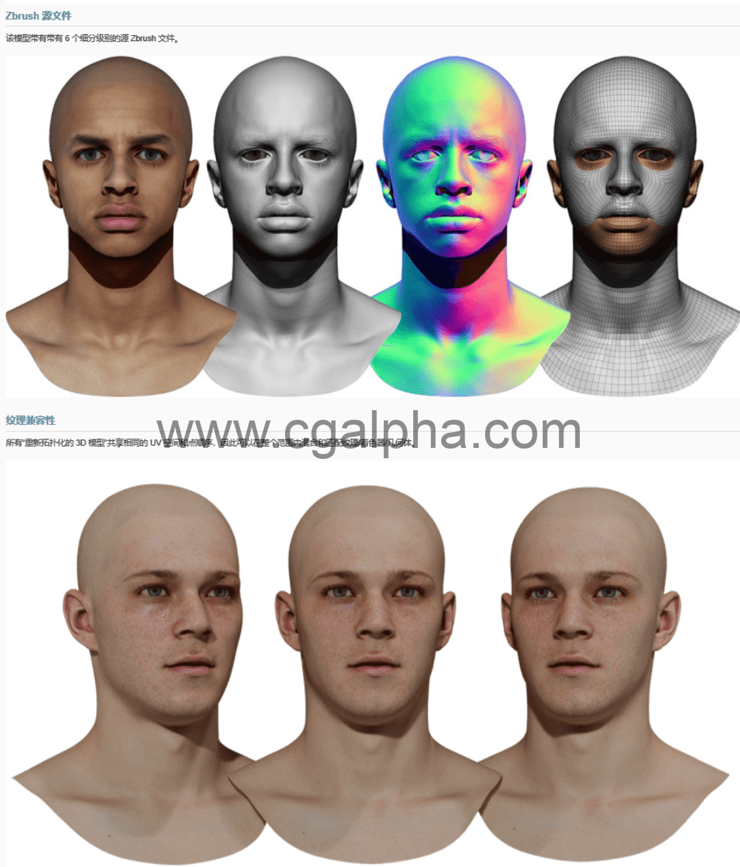 3DScan Store – 男性3D模型重新拓扑头部扫描 Retopologised Male Head 01