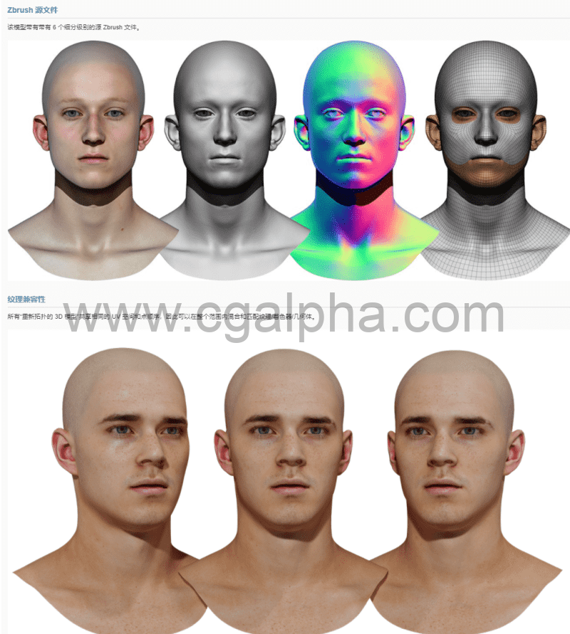 3DScan Store – 男性重新拓扑头部扫描 Retopologised Male Head 02