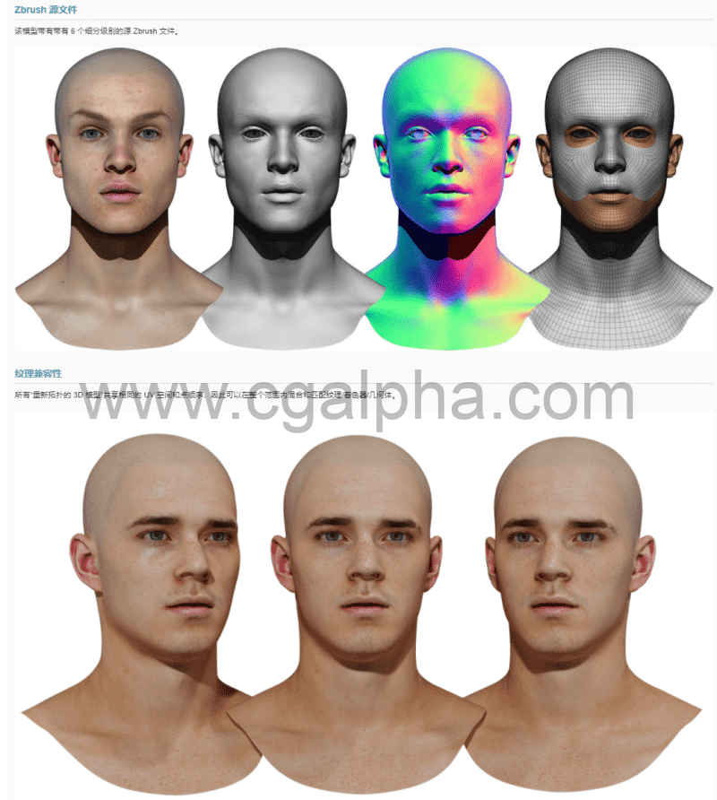 3DScan Store – 男性重新拓扑头部扫描 Retopologised Male Head 07